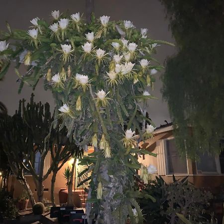شقة سان دييغو  في Casitas Felicidades 2 المظهر الخارجي الصورة